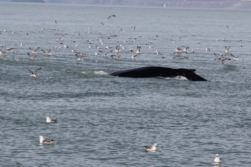5-31-16 Husavik whale watching humpback (29)